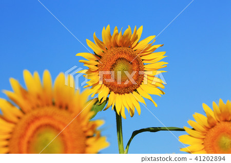 Sunflower 6438 41202894