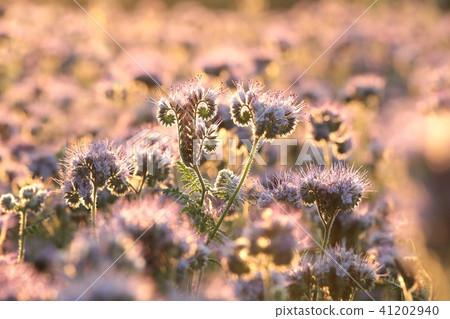 Lacy phacelia (Phacelia tanacetifolia) at dawn Lacy phacelia (Phacelia tanacetifolia) at dawn 41202940