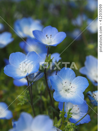 美麗的Nemophila 41203099