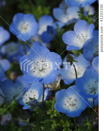 美麗的Nemophila 41203100