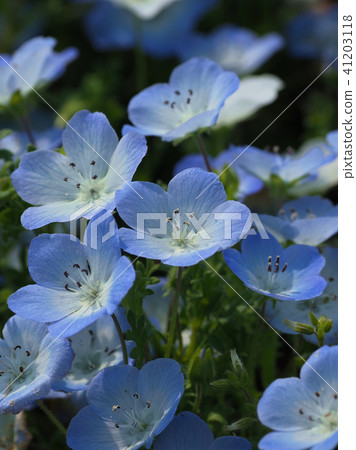 美麗的Nemophila 41203118