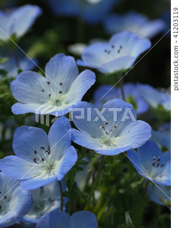 美麗的Nemophila 41203119