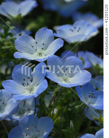 美麗的Nemophila 41203120