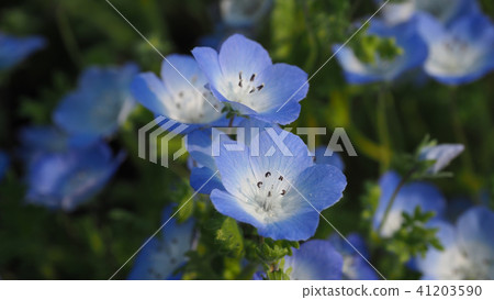 Beautiful Nemophila (natural texture) 41203590