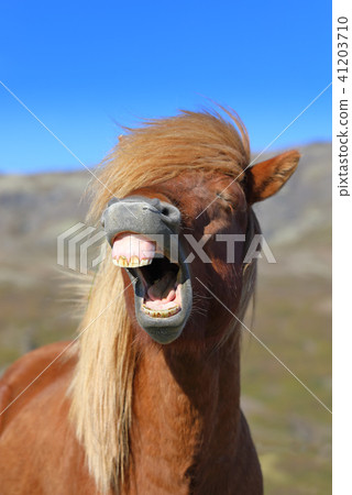 Portrait of a laughing horse 41203710