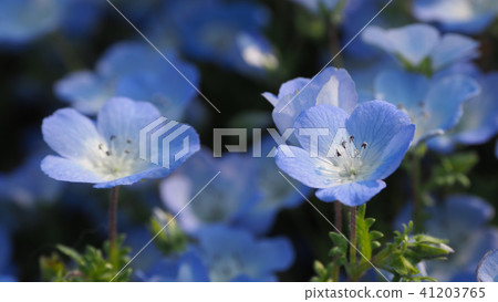 Nemophila (natural texture) 41203765