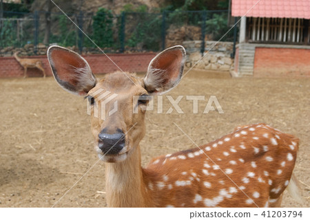 Close-up of young brown deer without hornes in zoo Close-up of young brown deer without hornes in zoo 41203794