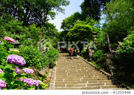 Hiraizan Shrine's hydrangea slope Hiraizan Shrine's hydrangea slope 41203996