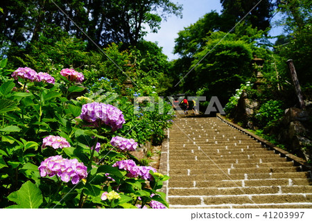 Hiraizan Shrine's hydrangea slope Hiraizan Shrine's hydrangea slope 41203997