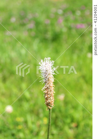 White blooming flower White blooming flower 41204001