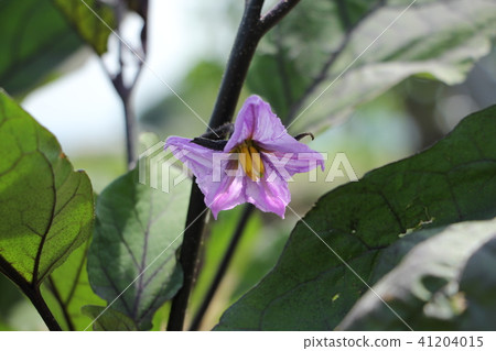茄子花 茄子花 41204015