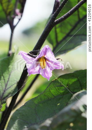 茄子花 茄子花 41204016