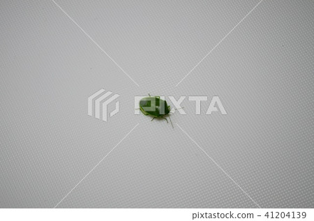 Minamino bug Minamino bug 41204139