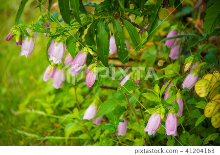 Fire dumpling Fire dumpling 41204163