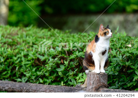 流浪貓貓走 流浪貓貓走 41204294