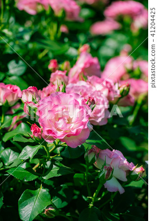 Pink roses Beautiful roses, beautiful roses, ornate roses, spring flowers, gardens, gardens, gardens, sightseeing, Pink roses Beautiful roses, beautiful roses, ornate roses, spring flowers, gardens, gardens, gardens, sightseeing, 41204425