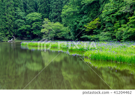 Takashima-shi Hiraike's rustling butterfly 41204462