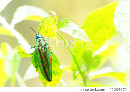 Yamato Tamamushi 41204671