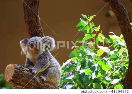 Koala 41204872