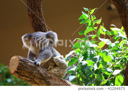 Koala Koala 41204873