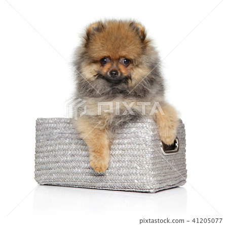 Spitz puppy in basket on white background 41205077