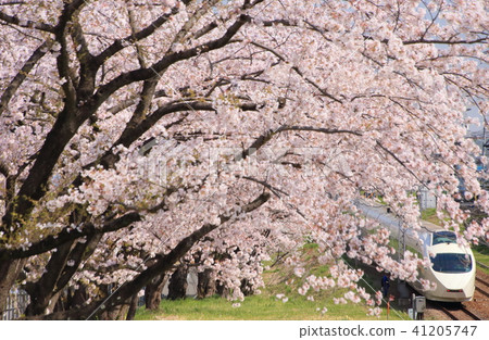 小田急浪漫汽車和櫻花盛開 41205747