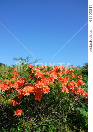 Blooming Azalea: Takabotchi Plateau Shiojiri City 41205813