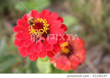 Calendula Calendula 41206197