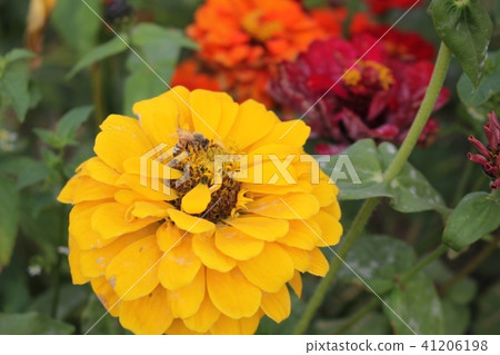 金盞花 金盞花 41206198