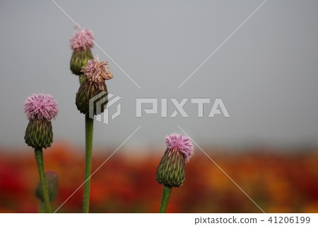 花卉 花卉 41206199