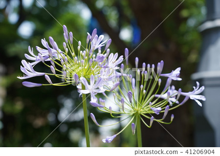 Agapanthus  Agapanthus 41206904