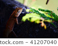 Chameleon with blur background 41207040