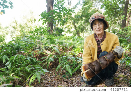 Old women cutting bamboo groves Old women cutting bamboo groves 41207711