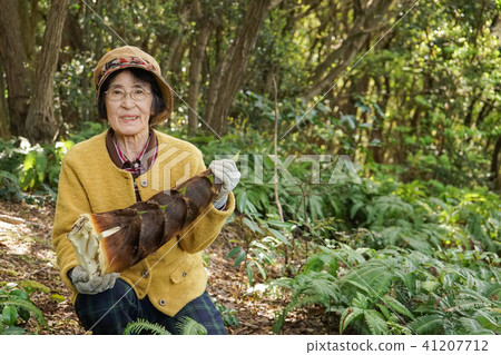 Old women cutting bamboo groves 41207712