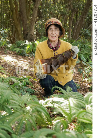 Old women cutting bamboo groves Old women cutting bamboo groves 41207714
