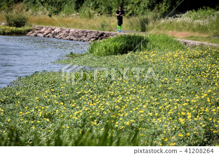 Evening primrose along Seta River 41208264