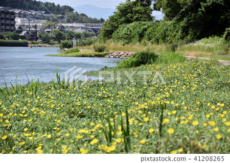 沿著瀨田河的月見草 沿著瀨田河的月見草 41208265