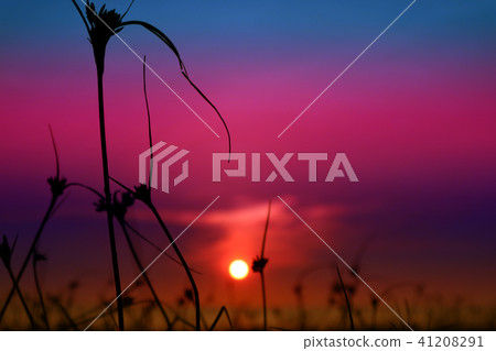 blur sunset on the sea silhouette grass on beach 41208291
