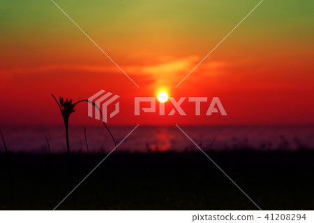 blur sunset on the sea silhouette grass on beach blur sunset on the sea silhouette grass on beach 41208294