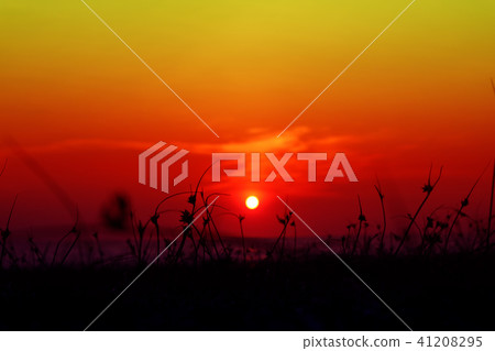 blur sunset on the sea silhouette grass on beach blur sunset on the sea silhouette grass on beach 41208295