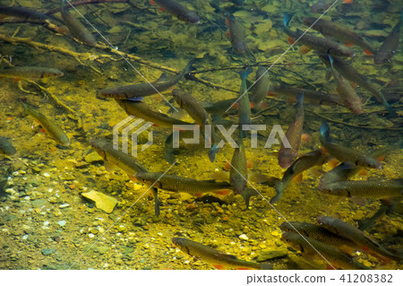 lots of trout near the shore of wild lake lots of trout near the shore of wild lake 41208382