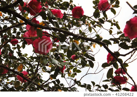 *山茶花*山茶花* Tsubaki * THUBAKI * *山茶花*山茶花* Tsubaki * THUBAKI * 41208422