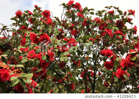 *山茶花*山茶花* Tsubaki * THUBAKI * 41208423