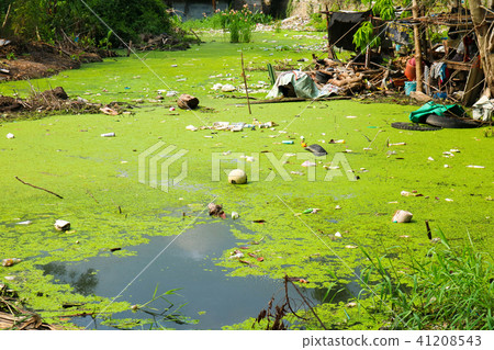 Duckweed as an indicator of water pollution Duckweed as an indicator of water pollution 41208543