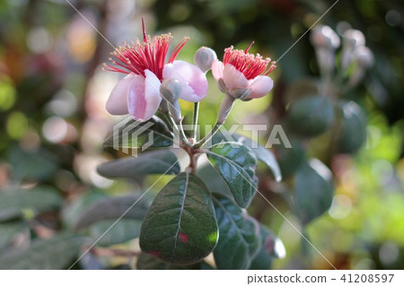 Feijoa's flower 41208597
