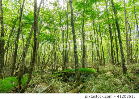 栃木縣鹿沼市的Yokogen高原(五月) 栃木縣鹿沼市的Yokogen高原(五月) 41208615
