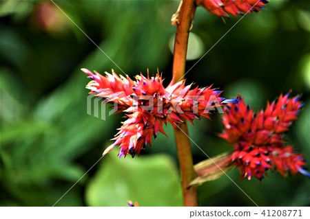 Hohenbergia·Stellata Hohenbergia·Stellata 41208771