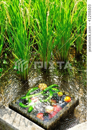 在米領域水變冷的菜 在米領域水變冷的菜 41208803