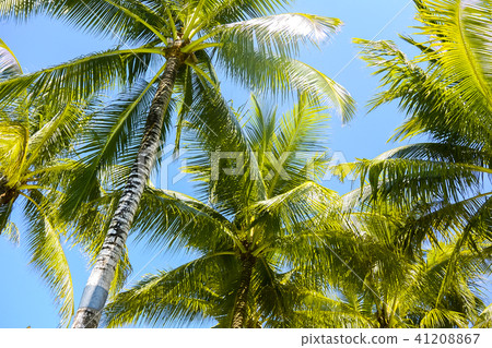 菲律賓Pangolao藍天后面棕櫚樹 41208867