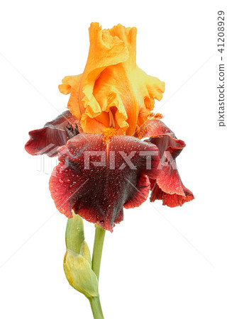 iris flower isolated on white 41208929